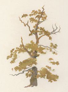 Ağaçlar: Meşe (renkli taş)