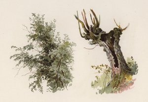 Ağaçlar: Söğüt (renkli taş) by William Henry James (after) Boot