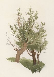 Ağaçlar: Söğüt (renkli taş) by William Henry James (after) Boot