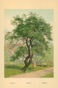 Akasya by William Henry James Boot