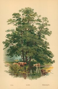 Kızılağaç by William Henry James Boot