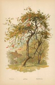 elma by William Henry James Boot