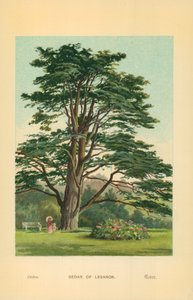 Lübnan Sediri by William Henry James Boot