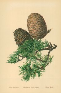 Sedir Konileri by William Henry James Boot