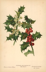 Holly