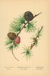 Flowers and Fruit of the Larch by William Henry James Boot