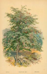 Dağ külü by William Henry James Boot