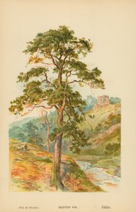 İskoç Köknar by William Henry James Boot