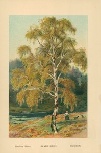 Gümüş Huş by William Henry James Boot