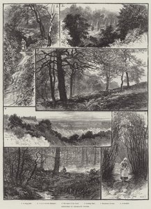 Highgate Woods