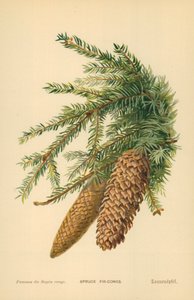 Ladin Köknar-Koniler by William Henry James Boot