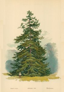 ladin köknar by William Henry James Boot