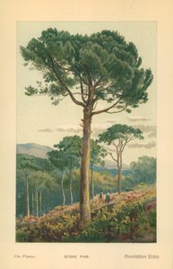 Fıstık Çamı by William Henry James Boot
