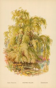 Salkım Söğüt by William Henry James Boot