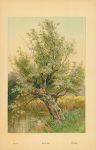 Söğüt by William Henry James Boot