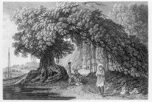Bir Banyan Ağacı, William Hodges tarafından '1780-83 yıllarında Hindistan'da Seyahatler'den, Benjamin Pouncy (fl.1772-99) tarafından oyulmuş, 1792'de yayınlandı