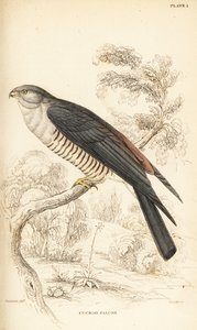 Afrika guguk kuşu veya guguk kuşu, Aviceda cuculoides by William Home Lizars