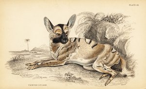 Afrika yaban köpeği, Lycaon pictus, nesli tükenmekte by William Home Lizars