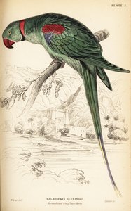 Alexandrine muhabbet kuşu veya Alexandrine papağanı, Psittacula eupatria by William Home Lizars