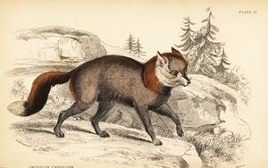 Amerikan çapraz tilki, Vulpes vulpes by William Home Lizars