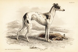 İngiliz tazı, Canis lupus aşinalık by William Home Lizars