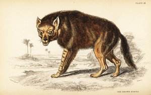 Kahverengi sırtlan veya strandwolf, Hyaena brunnea (Hyaena fusca) by William Home Lizars