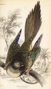Oyuk papağanı veya Patagonya conure, Cyanoliseus patagonus by William Home Lizars