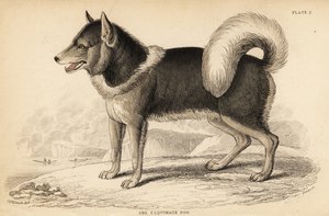 Kanada eskimo köpeği veya qimmiq, Canis lupus familyis by William Home Lizars