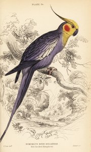 Papağan, Nymphicus hollandicus by William Home Lizars