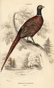 Adi sülün (halka boyunlu), Phasianus colchicus torquatus (Phasianus torquatus)