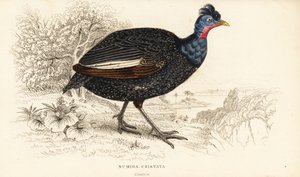 Tepeli beç kuşu, Guttera pucherani (Numida cristata) by William Home Lizars