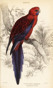 Kızıl gül, Platycercus elegans by William Home Lizars