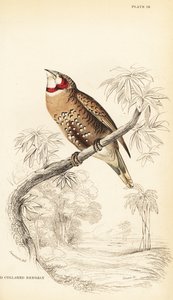 Boğazlı ispinoz veya şerit ispinoz, Amadina fasciata by William Home Lizars