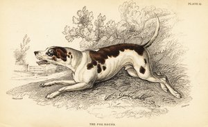Tilki tazı, Canis lupus aşinalık by William Home Lizars