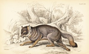 Gri tilki veya gri tilki, Urocyon cinereoargenteus (Vulpes cinereus) by William Home Lizars