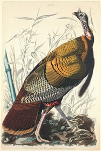 Büyük Amerikan Horozu, 1827.
