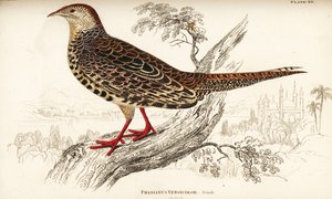 Yeşil sülün veya Japon yeşil sülün, dişi, Phasianus versicolor by William Home Lizars