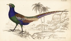 Yeşil sülün veya Japon yeşil sülün, erkek, Phasianus versicolor