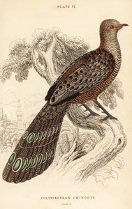 Gri tavus kuşu-sülün veya Birmanya tavus kuşu-sülün, Polyplectron bicalaratum by William Home Lizars