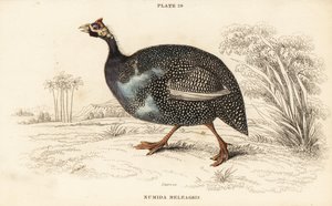 Miğferli beç kuşu, Numida meleagris by William Home Lizars