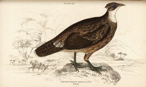 Himalaya monal, dişi, Lophophorus impejanus by William Home Lizars