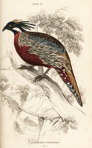 Koklass sülün, Pucrasia macrolopha by William Home Lizars