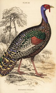 Ocellated hindi, Meleagris ocellata by William Home Lizars
