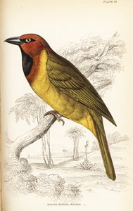 Zeytin enseli dokumacı veya yuvarlak kanatlı dokumacı, Ploceus brachypterus by William Home Lizars