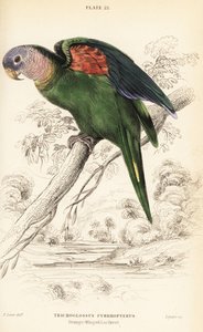 Turuncu kanatlı amazon, Amazona amazonica by William Home Lizars