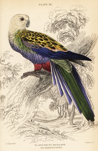 Soluk başlı haşhaş (palliceps), Platycercus adscitus palliceps by William Home Lizars