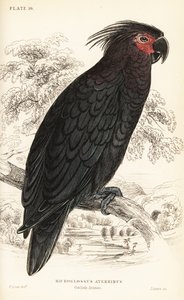 Palmiye kakadu, Probosciger aterrimus by William Home Lizars