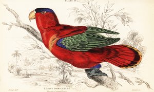 Mor enseli lory, Lorius domicella