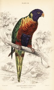 Gökkuşağı lori, Trichoglossus moluccanus by William Home Lizars