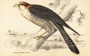 Kızıl boyunlu şahin, Falco chicquera ruficollis by William Home Lizars